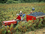 Harvesting Grapes, Near Bagnoles Sur Ceze, Languedoc Roussillon, France Photographic Print by Michael Busselle