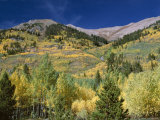 Aspen Trees, Independence Pass, Colorado, USA Photographic Print by Jean Brooks