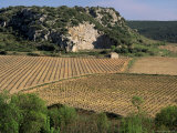 Vineyards Near Pezenas, Herault, Languedoc-Roussillon, France Photographic Print by Michael Busselle