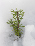 New Fir Tree Sapling Breaks Through Snow in Spring Thaw, Finland, Scandinavia Photographic Print by Jean-luc Brouard