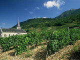 Jonjieux (Jonzieux), Savoie Vineyards, Rhone Alpes, France Photographic Print by Michael Busselle