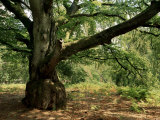 The New Forest, Hampshire, England, United Kingdom Fotografisk trykk av Pearl Bucknall