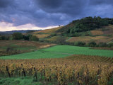 Vineyards Near Chateau Chalon, Jura, Franche Comte, France Photographie par Michael Busselle