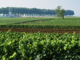 Cotes De Beaune Vineyards Near Beaune, Burgundy, France Photographic Print by Michael Busselle