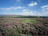 Heather on the Moors, North Yorkshire, England, United Kingdom Fotografisk trykk av Jean Brooks Heather on the Moors, North Yorkshire, England, United Kingdom Fotografisk trykk av Jean Brooks