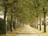Country Road Near Macon, Burgundy, France Photographic Print by Michael Busselle