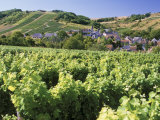Vineyards at Bue, Near Sancerre, Loire Centre, France Photographie par Michael Busselle