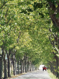 Avenue of Plane Trees, Lancon, Bouches Du Rhone, Provence, France Photographic Print by Jean Brooks
