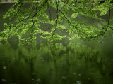 Beech Leaves Over Lake, Waggoners Wells, Grayshot, Surrey, England, United Kingdom Photographic Print by Pearl Bucknall