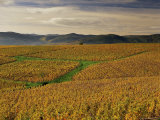 Vineyards Near Lentigne, Beaujolais-Rhone, Rhone Alpes, France Photographic Print by Michael Busselle