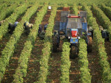 Grape Harvest, Vineyards Near Macon, Burgundy (Bourgogne), France Photographic Print by Michael Busselle