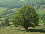 Tree and Meadow, Burgundy, France Photographic Print by Michael Busselle