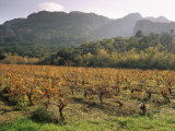 Vineyards Near Roquebrun Sur Argens, Var, Provence, France Photographic Print by Michael Busselle