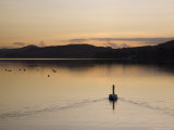 Swan Swimming at Sunset on Coniston Water in Autumn, Coniston, Lake District National Park, England Photographie par Pearl Bucknall