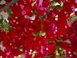 Close-Up of Pink Bougainvillea Flowers, Andalucia, Spain Photographic Print by Jean Brooks Close-Up of Pink Bougainvillea Flowers, Andalucia, Spain Photographic Print by Jean Brooks