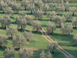 Elevated View Over Olive Trees in Olive Grove, Tuscany, Italy Photographic Print by Jean Brooks