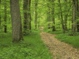 Forest of Chambord, Loir Et Cher, Loire Centre, France Photographic Print by Michael Busselle