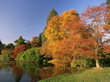 Acer Trees in Autumn, Sheffield Park, Sussex, England, United Kingdom Photographic Print by Michael Busselle