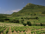 Vineyards Near Pezenas, Herault, Languedoc-Roussillon, France Photographie par Michael Busselle