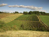 Vineyards Near Geaune, Tursan, Landes, Aquitaine, France Photographic Print by Michael Busselle