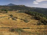 Vineyards Near Valreas, Vaucluse, Provence, France Photographic Print by Michael Busselle