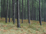 Pine Tree Trunks, Landes Forest, Near Lit Et Mixe, Landes, Aquitaine, France Photographic Print by Michael Busselle