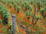 Vineyards Near Sauterne, Gironde, Aquitaine, France Photographic Print by Michael Busselle