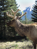Elk or Wapiti, Bow Valley Parkway, Banff National Park, Rocky Mountains, Alberta, Canada Photographie par Pearl Bucknall