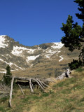 Wild Daffodils and Cabana Sorda Corrie, Obac d'Incles, Soldeu, Andorra Photographie par Pearl Bucknall