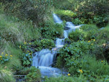 Marsh Marigolds (Caltha Palustris) by Mountain Stream, Obac d'Incles, Soldeu, Andorra Photographie par Pearl Bucknall