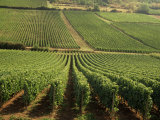 Vineyards Near Lugny, Burgundy (Bourgogne), France Photographic Print by Michael Busselle