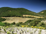 Corbiere Vineyards Near Durban, Languedoc-Roussillon, France Photographic Print by Michael Busselle