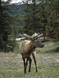 Elk or Wapiti (Cervus Elaphus), Bow Valley Parkway, Near Lake Louise, Rocky Mountains Photographic Print by Pearl Bucknall