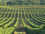 Vineyard Near Monbazillac, Dordogne, Aquitaine, France Photographic Print by Michael Busselle