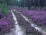 Landes Forest, Aquitaine, France Photographie par Michael Busselle