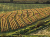Maize Fields Near Geaune, Landes, Aquitaine, France Photographic Print by Michael Busselle