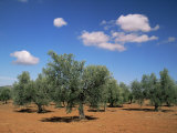 Olive Grove Near Ronda, Andalucia, Spain Lámina fotográfica por Michael Busselle Olive Grove Near Ronda, Andalucia, Spain Lámina fotográfica por Michael Busselle