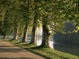 Plane Trees Beside the River Saone Near Macon, Saone Et Loire, Burgundy, France Photographie par Michael Busselle