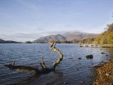 Log in Water Near Barrow Bay Landing on Derwent Water, Keswick, Cumbria Photographie par Pearl Bucknall