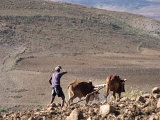 Man Ploughing with Animals on Rough Ground, Lasta Valley, Wollo Region, Ethiopia, Africa Photographic Print by Bruno Barbier