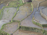 Terraced Rice Fields of the Ifugao People, Northern Area, Island of Luzon, Philippines Photographic Print by Bruno Barbier Terraced Rice Fields of the Ifugao People, Northern Area, Island of Luzon, Philippines Photographic Print by Bruno Barbier