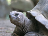 Tortoise, South Coast, Curieuse Island, Seychelles, Indian Ocean, Africa Photographic Print by Bruno Barbier