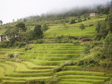 Terraced Rice Fields, Punakha, Bhutan Photographic Print by Angelo Cavalli