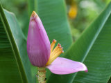 Close-Up of the Flower of a Banana Plant, Island of Martinique, French Lesser Antilles, West Indies Photographic Print by Bruno Barbier