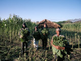 Harvesting Tobacco, Santiago Region, Dominican Republic, Hispaniola, West Indies, Central America Lámina fotográfica por Bruno Barbier