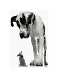 Big Dog, Little Dog ポスター - ティム・フラック