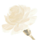 Carnation I Posters by George Fossey