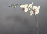 Orchid II Posters by Kory Fluckiger