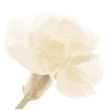 Carnation II Kunstdrucke von George Fossey