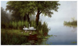 Swans at the Pound I Poster by Slava 